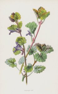 Hiedra terrestre de Frederick Edward Hulme