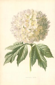 Rosa de Gueldres