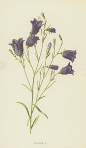 Campanilla de Frederick Edward Hulme