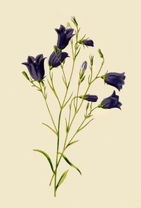 Campanilla, 1877 de Frederick Edward Hulme
