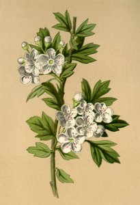 Espino, 1877