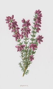 Brezo de Frederick Edward Hulme