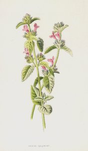 Calaminta de Seto de Frederick Edward Hulme