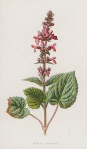 Stachys de Seto de Frederick Edward Hulme