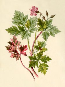 Hierba de San Roberto
