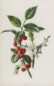 Acebo de Frederick Edward Hulme