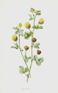 Trébol de lúpulo de Frederick Edward Hulme