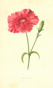 Clavel indio de Frederick Edward Hulme