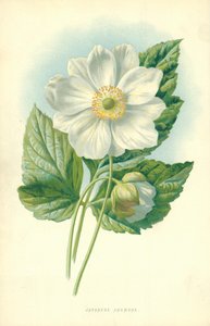 Anémona japonesa