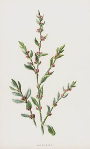 Polygonum aviculare de Frederick Edward Hulme