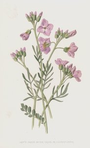 Cardamina, berro amargo o flor de cuco