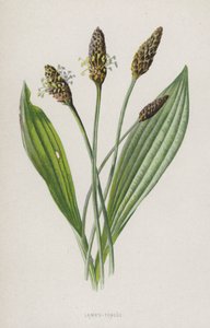 Lengua de cordero