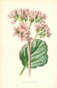 Saxífraga de hojas grandes