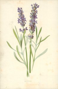Lavanda