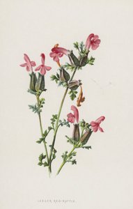 Rattle menor de Frederick Edward Hulme
