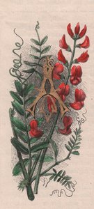 Letra A, letra mayúscula, grabado en acuarela, cm 10x5, por Frederick Edward Hulme (1841-1909) de The familiar Garden Flower, circa 1880
