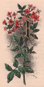 Letra I, letra mayúscula, grabado en acuarela, cm 10x5, por Frederick Edward Hulme (1841-1909) de The familiar Garden Flower, hacia 1880
