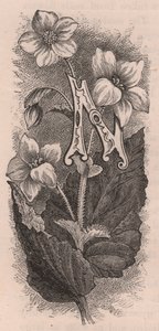 Letra N, letra mayúscula, grabado, cm 10x5, por Frederick Edward Hulme (1841-1909) de The familiar Garden Flower, circa 1880 de Frederick Edward Hulme
