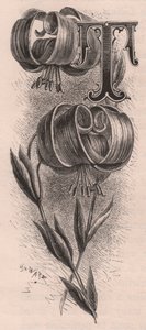 Letra T, letra mayúscula, grabado, cm 10x5, por Frederick Edward Hulme (1841-1909) de The familiar Garden Flower, circa 1880 de Frederick Edward Hulme