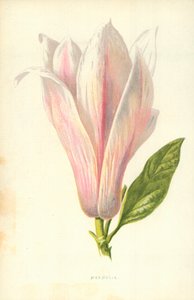 Magnolia de Frederick Edward Hulme