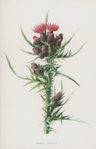 Cardo de pantano