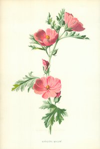 Malva en miniatura