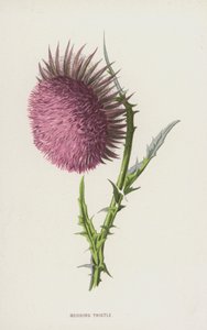 Cardo nodriza