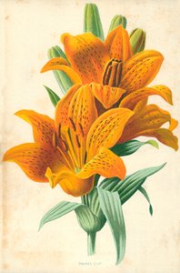 Lirio naranja de Frederick Edward Hulme