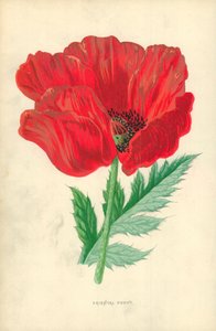 Amapola oriental