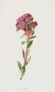 Orpina de Frederick Edward Hulme