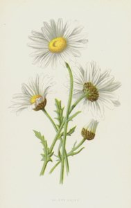 Margarita de ojo de buey