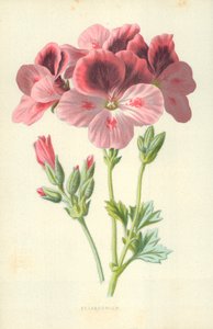 Pelargonio de Frederick Edward Hulme