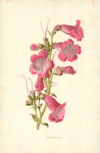 Pentstemon