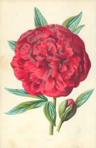 Peonía de Frederick Edward Hulme