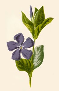Pervinca