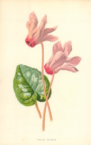 Ciclamen Persa
