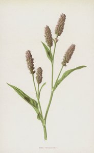 Polygonum persicaria de Frederick Edward Hulme