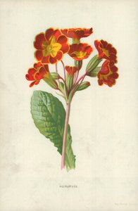 Poliantos de Frederick Edward Hulme
