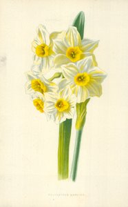 Narciso polyanthus