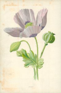 Amapola