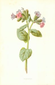 Pulmonaria de Frederick Edward Hulme