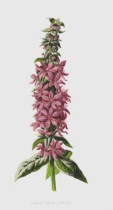 Salicaria