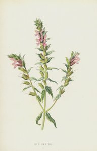 Bartzia roja de Frederick Edward Hulme