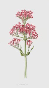 Valeriana Roja de Frederick Edward Hulme
