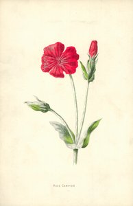 Clavelina de Frederick Edward Hulme