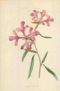 Clarkia rosada de Frederick Edward Hulme