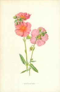 Rosa de Roca Rojiza de Frederick Edward Hulme