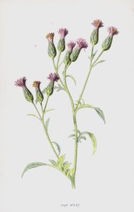Serratula de Frederick Edward Hulme