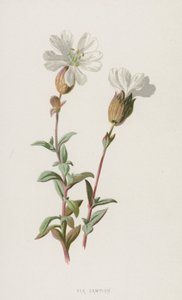 Silene marítima