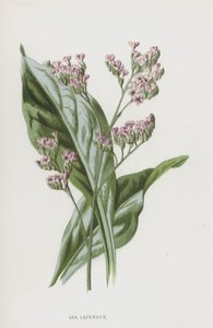 Lavanda de mar de Frederick Edward Hulme
